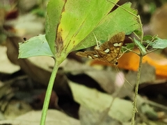 Nosophora