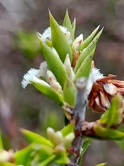 Styphelia appressa