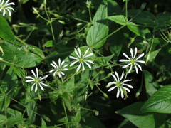 Stellaria nemorum