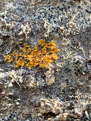 Xanthomendoza