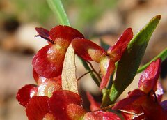 Dodonaea pachyneura