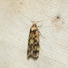 Hofmannophila pseudospretella