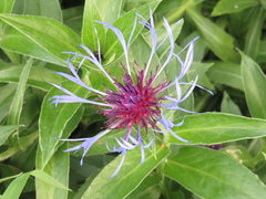 Centaurea montana