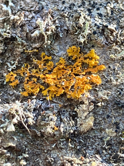 Xanthomendoza