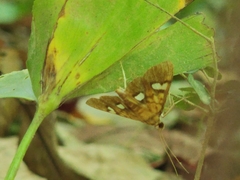 Nosophora