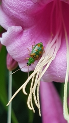 Diabrotica speciosa