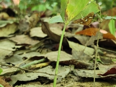Nosophora