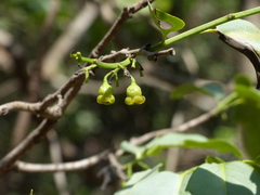 Diospyros montana