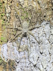 Syntrechalea