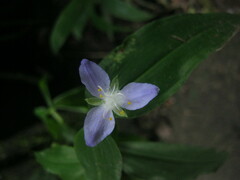 Tradescantieae