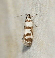 Philobota impletella