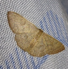 Cosymbiini