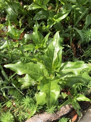 Gymnocoronis spilanthoides