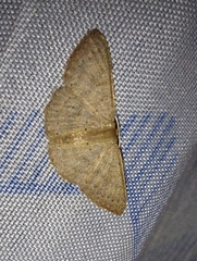 Cosymbiini