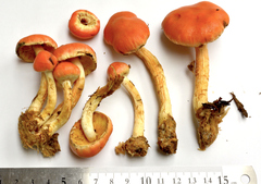 Pyrrhulomyces astragalinus