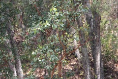 Arbutus