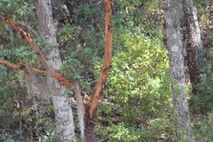 Arbutus