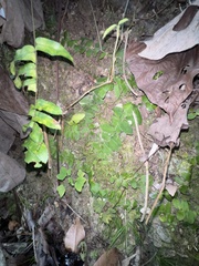 Marcgravia rectiflora