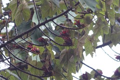 Chiranthodendron pentadactylon