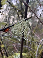 Alectoria sarmentosa