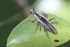 Navomorpha sulcata