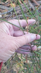 Hakea rostrata