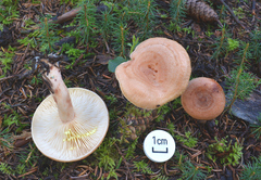 Lactarius chrysorrheus