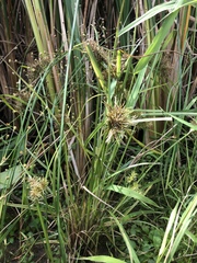 Cyperus engelmannii