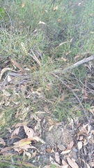 Hakea rostrata