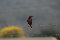 Leistes bellicosus