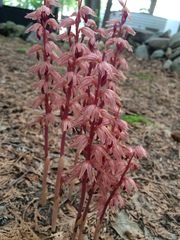 Corallorhiza striata