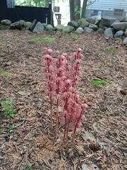 Corallorhiza striata