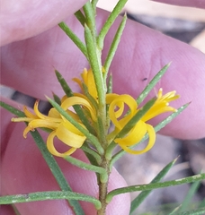 Persoonia juniperina