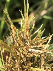 Cyperus engelmannii
