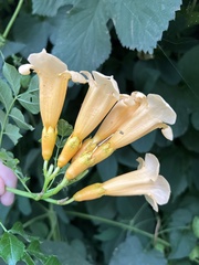 Campsis radicans