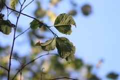 Alnus acuminata