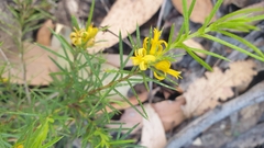 Persoonia juniperina