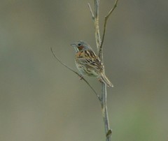 Emberiza fucata