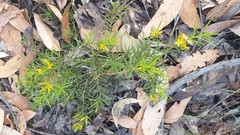 Persoonia juniperina