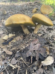 Retiboletus