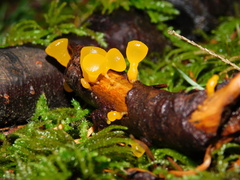 Guepiniopsis alpina