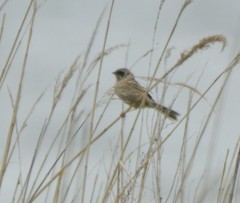 Emberiza yessoensis