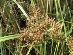 Cyperus engelmannii