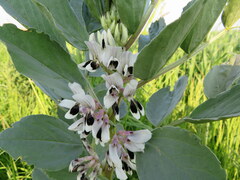Vicia faba