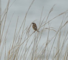 Emberiza yessoensis