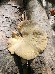 Lentinus