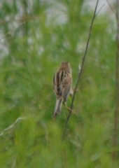 Emberiza yessoensis