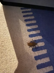 Heteroptera
