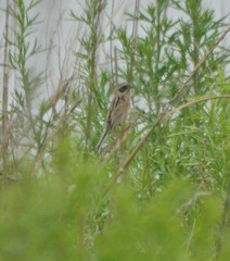 Emberiza yessoensis