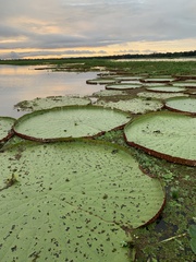Victoria amazonica